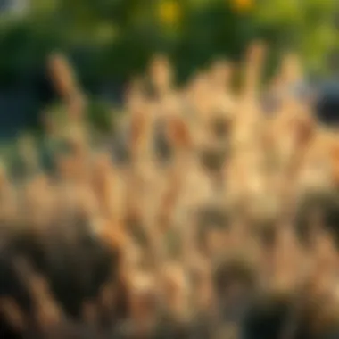 Magnificent An Exploration of Native California Bushes Magnificent An Exploration of Native California Bushes