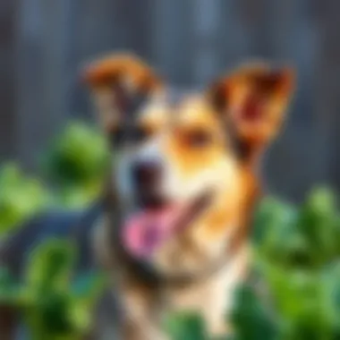 Magnificent Assessing the Suitability of Lettuce for Dogs Magnificent Assessing the Suitability of Lettuce for Dogs