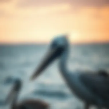 Magnificent Intriguing Insights into the Lives of Pelicans Magnificent Intriguing Insights into the Lives of Pelicans