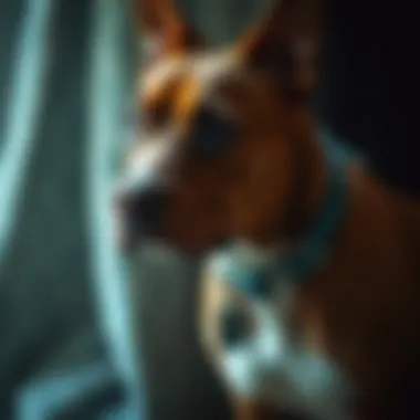 Magnificent The Cost of Owning a Pit Bull Terrier: An In-depth Analysis Magnificent The Cost of Owning a Pit Bull Terrier: An In-depth Analysis