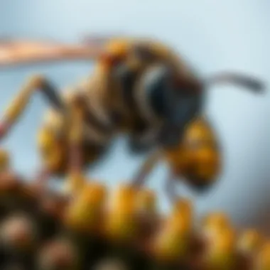 Magnificent The Intricate Craft of Wasp Nest Building Magnificent The Intricate Craft of Wasp Nest Building