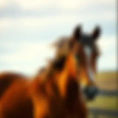 Magnificent The Spectrum of Equine Colors: Understanding Horse Coat Variations