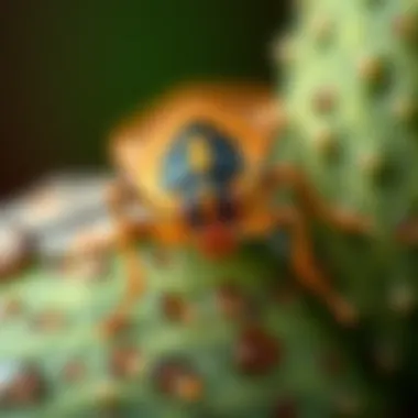 Magnificent Understanding the Natural Predators of Bed Bugs Magnificent Understanding the Natural Predators of Bed Bugs