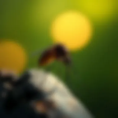 Magnificent Understanding the Nocturnal Behavior of Mosquitoes