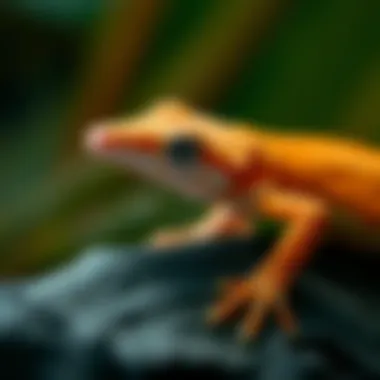 Magnificent Understanding the Unique Requirements of Geckos in Captivity