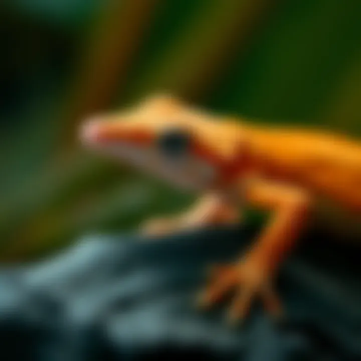 Magnificent Understanding the Unique Requirements of Geckos in Captivity