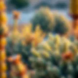 An Exploration of Native California Bushes Introduction