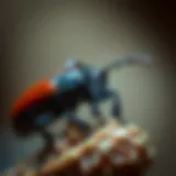 An In-Depth Exploration of Rove Beetles Introduction