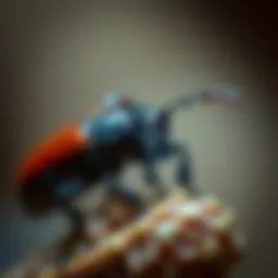 An In-Depth Exploration of Rove Beetles Introduction