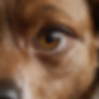 Signs and Symptoms of Conjunctivitis Diagram illustrating signs and symptoms of conjunctivitis in dogs.