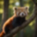 A red panda resting in a tree during the early evening light