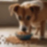 A curious dog looking at a bowl of salted peanuts