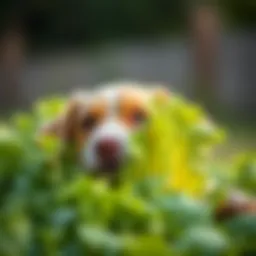 Assessing the Suitability of Lettuce for Dogs Introduction