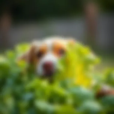 Assessing the Suitability of Lettuce for Dogs Introduction Assessing the Suitability of Lettuce for Dogs Introduction