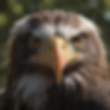 Close-up of a bald eagle perched on a branch, with piercing eyes