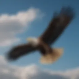 Bald eagle in flight showcasing its wingspan against a blue sky