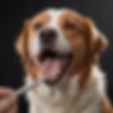 A happy dog showing its healthy teeth during a dental check-up