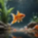 Spacious aquatic setup for goldfish