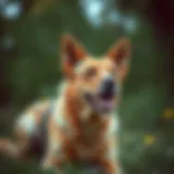 Best Flea and Tick Prevention for Extra Large Dogs Introduction