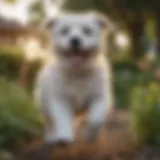 Happy medium-sized dog playing in a garden