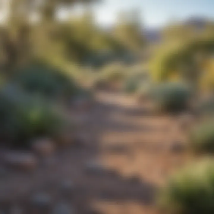 A sustainable garden utilizing xeriscaping principles