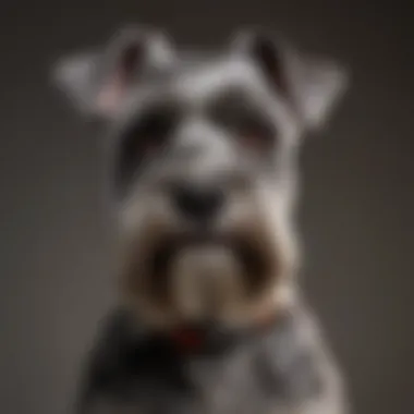 Schnauzer: The Distinguished Low-Shed Breed A well-groomed Schnauzer standing proudly, highlighting its unique fur texture