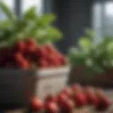 Vibrant strawberries growing in a container garden