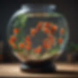 A variety of betta fish food feeders displayed together