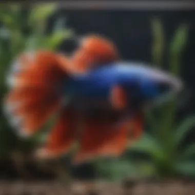 Understanding Betta Fish Nutrition Illustration of nutritional requirements for betta fish