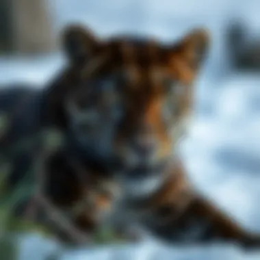 Black Leopard Facts: Insights into the Mysterious Feline Summary Black Leopard Facts: Insights into the Mysterious Feline Summary