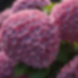 Close-up of Bloom Struck Hydrangea blooms showcasing vibrant colors.