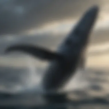 A majestic humpback whale breaching the surface, illustrating its endurance