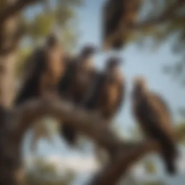 A group of scavenging vultures perched in a tree, depicting their ecological importance