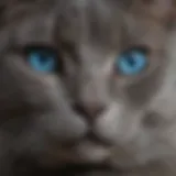 A close-up of a Chartreux cat showcasing its striking blue eyes and dense coat.