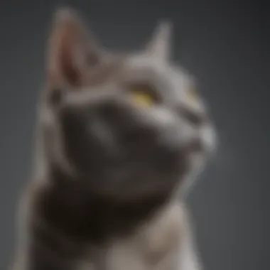 A side profile of a Chartreux cat illustrating its muscular build and graceful posture.