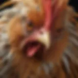 Variety of chicken breeds showcasing distinct feather patterns and colors