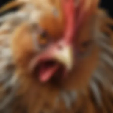 Variety of chicken breeds showcasing distinct feather patterns and colors