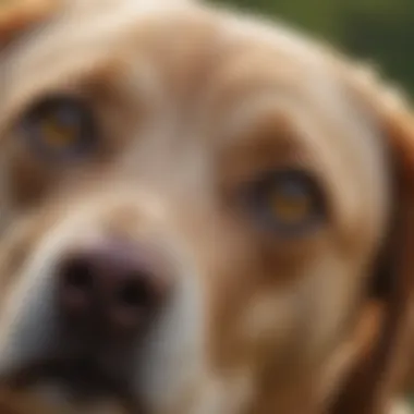 Illustration of common ear problems in Labradors