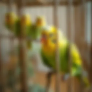 Choosing the Best Parakeet Bird Cage: A Comprehensive Guide Summary