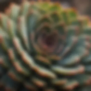 Diversity in Succulent Species Close-up of diverse succulent species with unique textures and colors