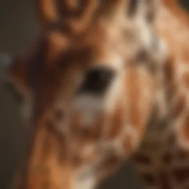 Intricate Patterns of the Masai Giraffe's Coat Close-up of Masai giraffe's unique coat pattern