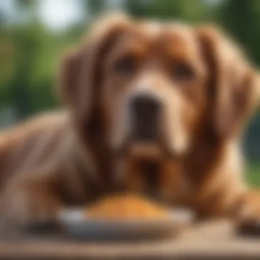 Happy and Healthy Pets Happy dog enjoying its food