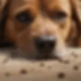 A close-up of a dog with ticks on its fur