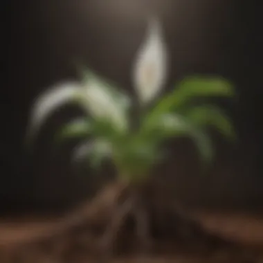 Close-up of peace lily roots demonstrating healthy growth in soil