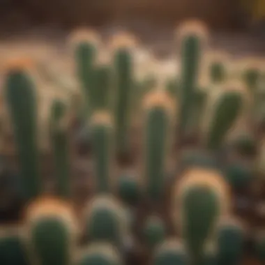 Effective Propagation Techniques for Spring Cactus Propagation methods demonstrated with spring cactus cuttings