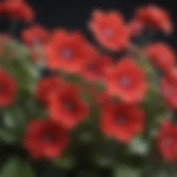 Vibrant geranium flowers showcasing diverse colors and shapes