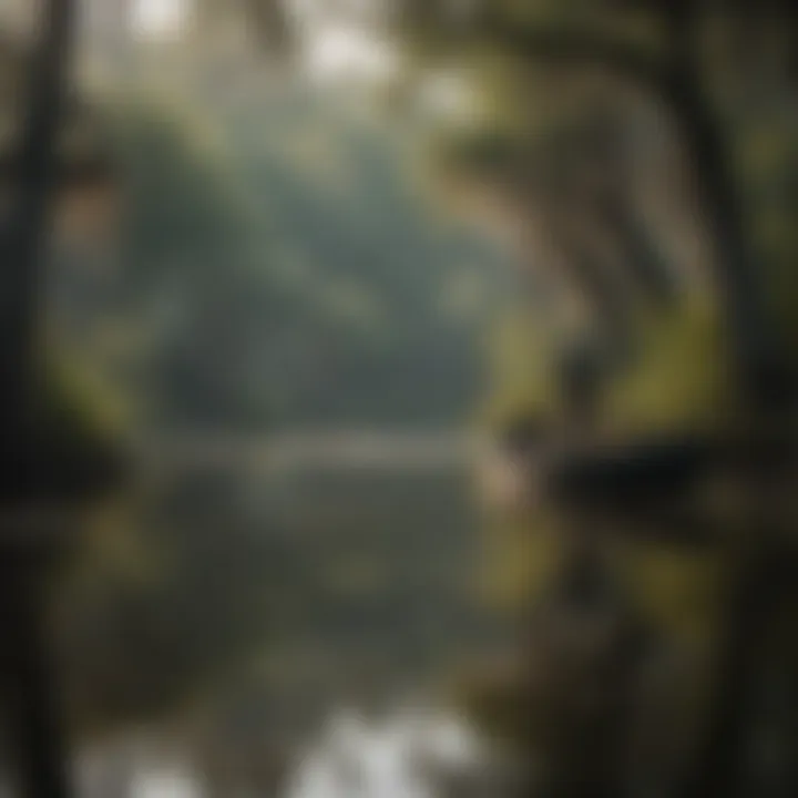 Angler casting a line in a serene Louisiana swamp