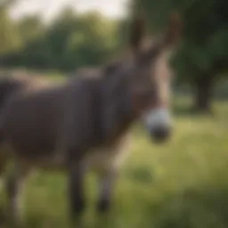 A serene donkey grazing in a lush field