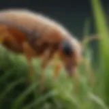 Close-up of fleas on grass blades