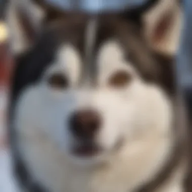 Close-up of Siberian Husky grooming